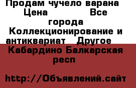 Продам чучело варана › Цена ­ 15 000 - Все города Коллекционирование и антиквариат » Другое   . Кабардино-Балкарская респ.